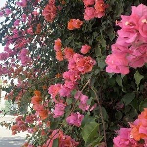 Meet your Posher, Evelyn